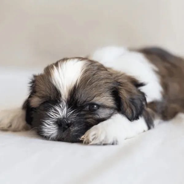 End-to-End New Puppy Care Guidance for First-Time Shih Tzu Pet Parents