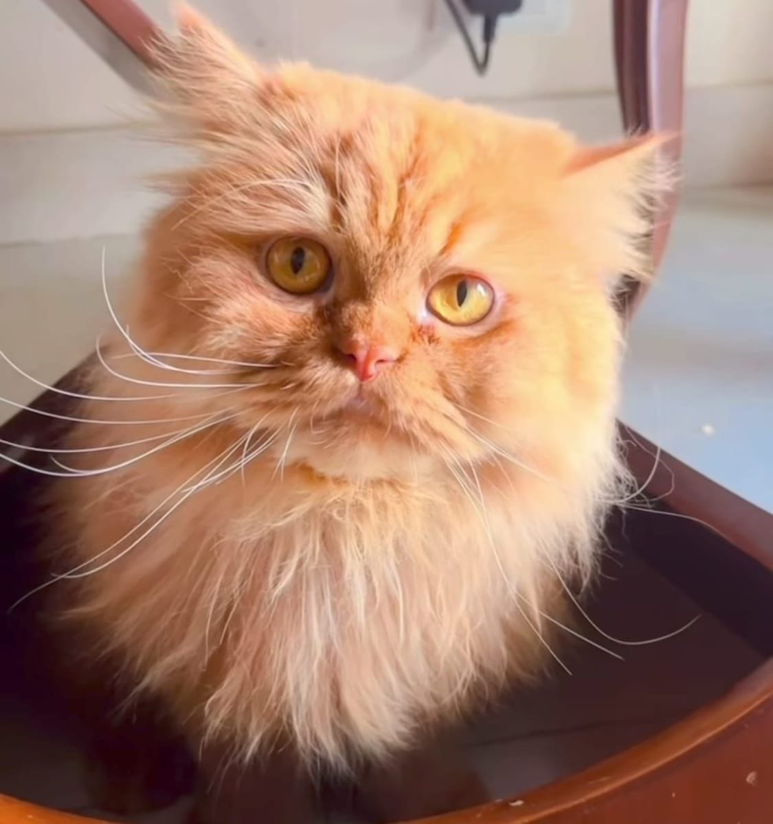 High-Trust Veterinary Care and Guidance for a 3-Year-Old Ginger Cat