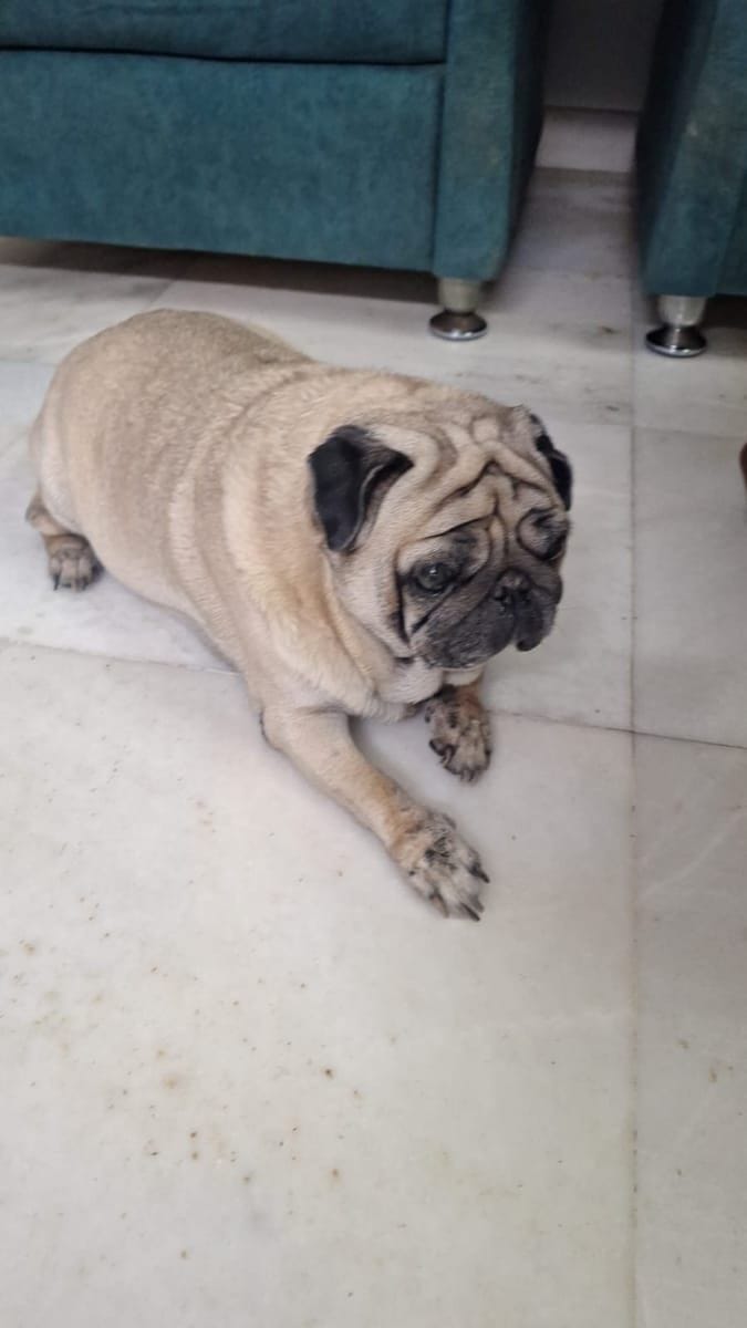 Continuous Home-Centric Care for Luna, a Senior Pug with Chronic Health Conditions