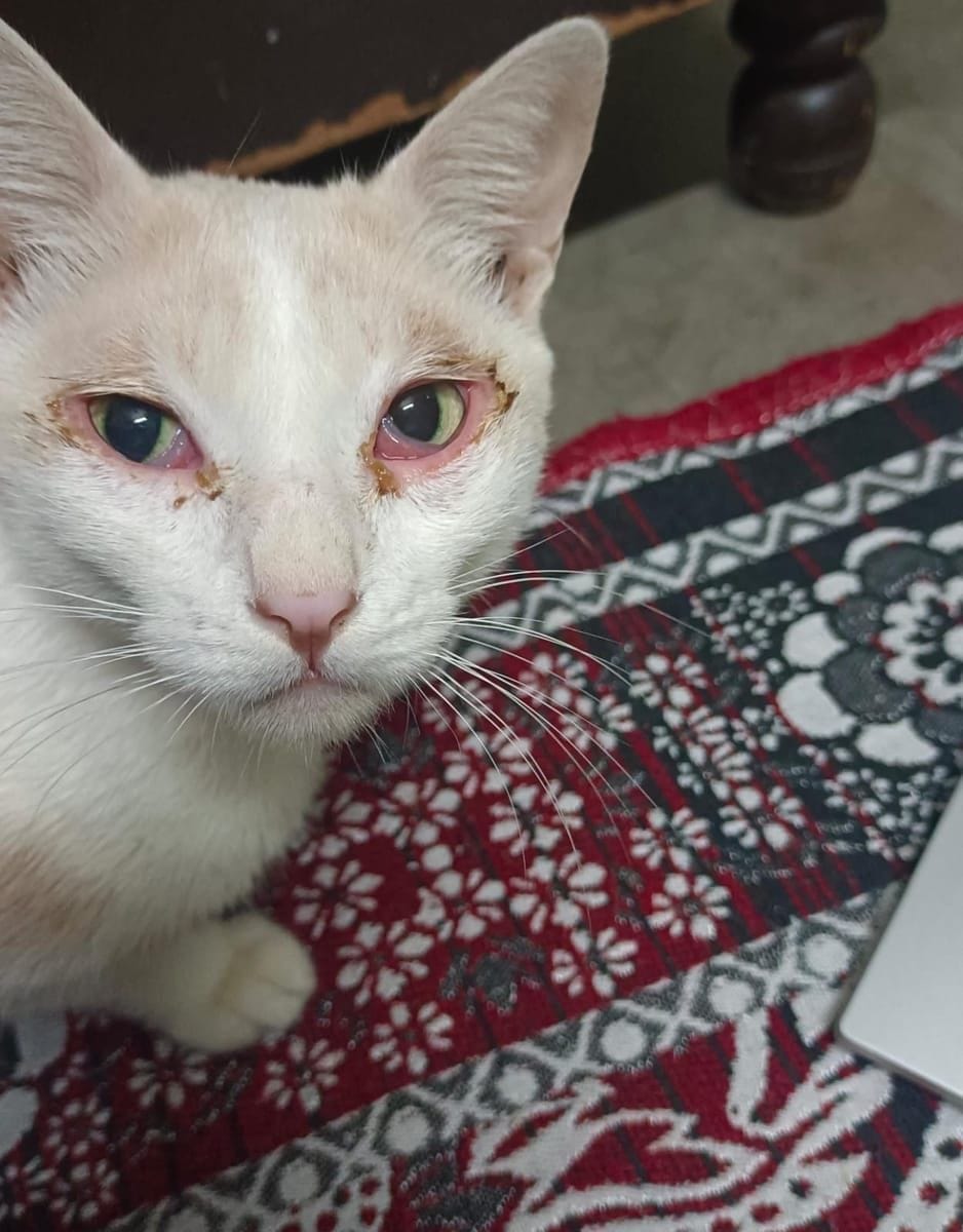 Rapid Relief for Conjunctivitis in a 6-Year-Old Indie Cat